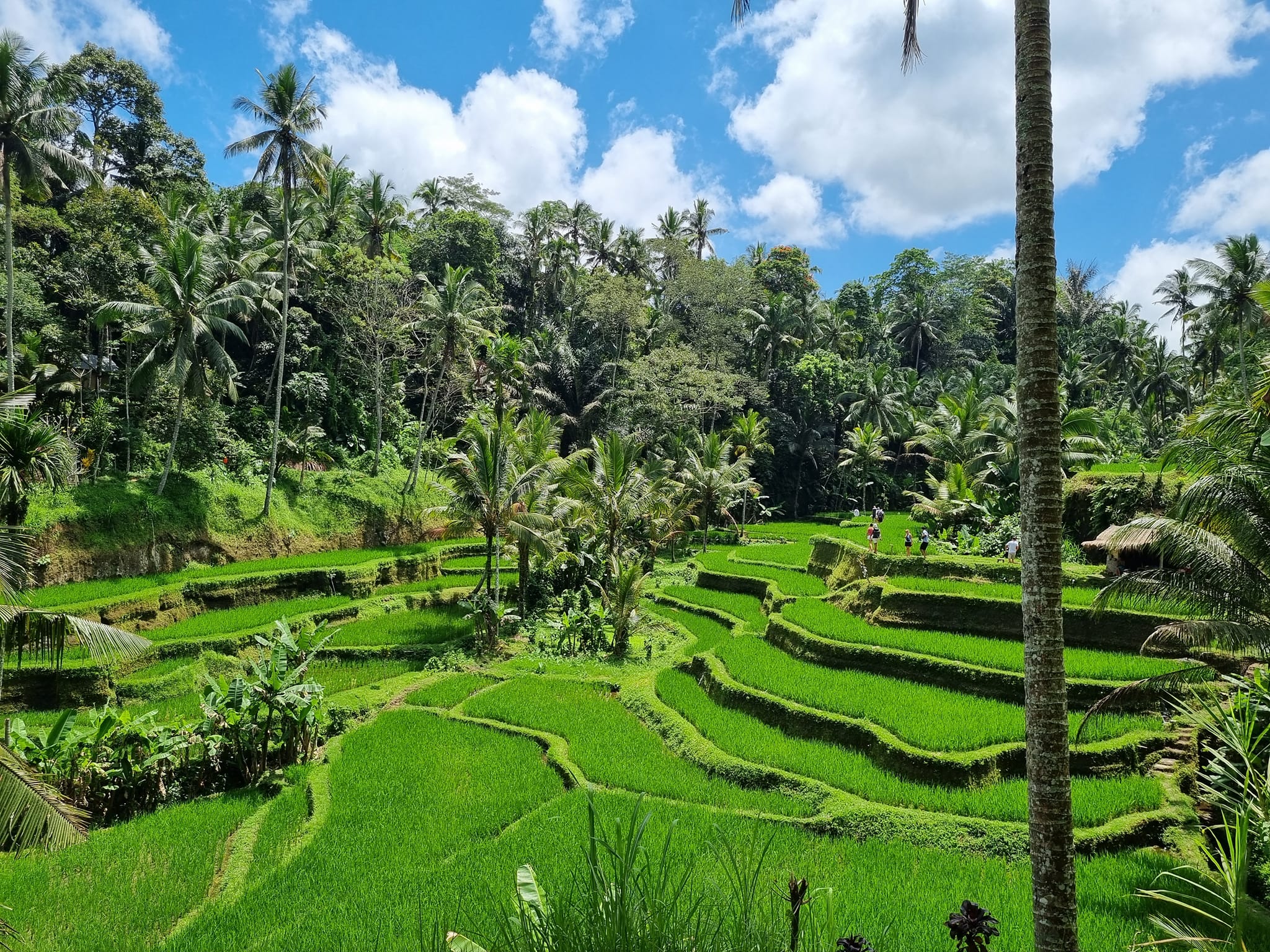 Rice Field