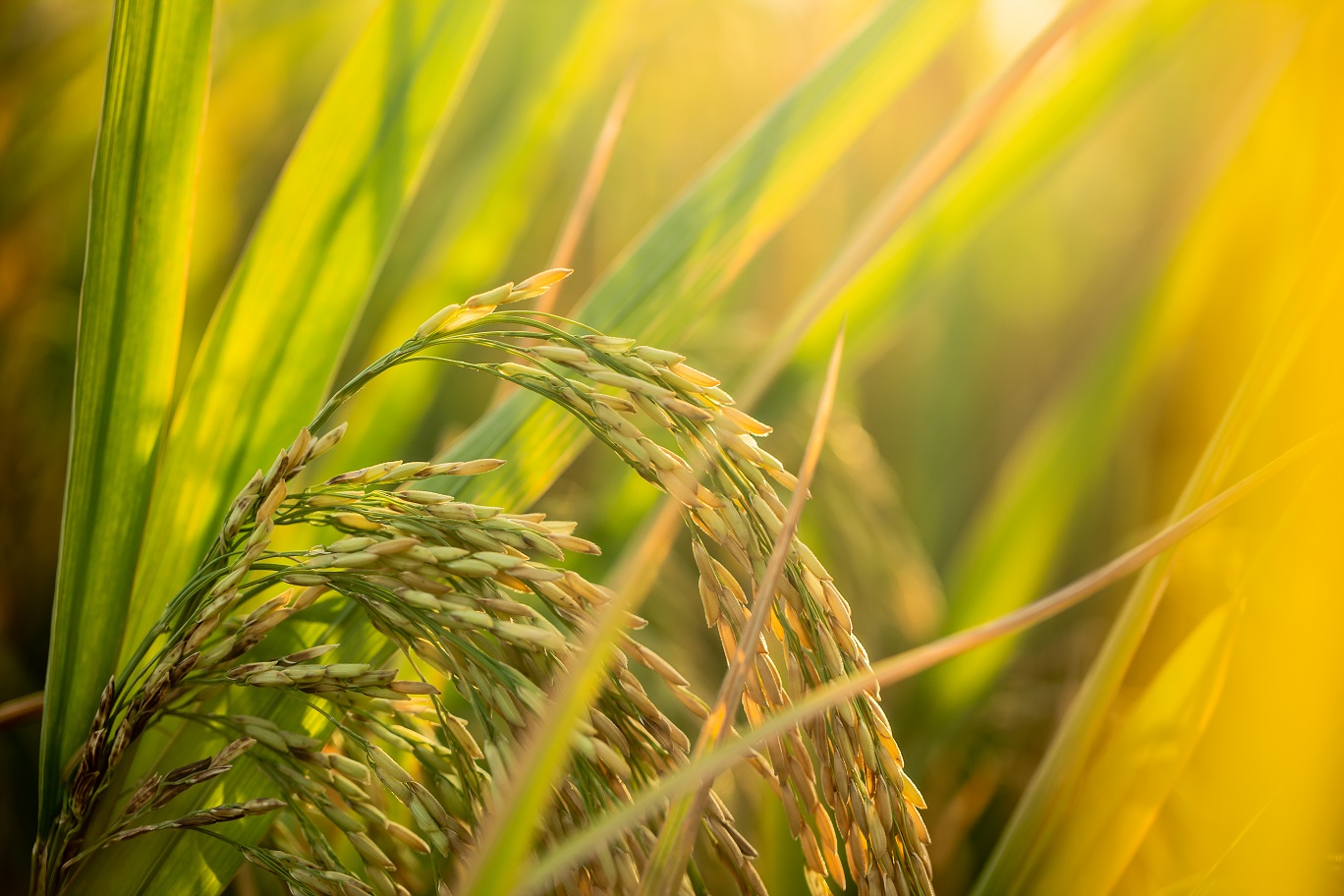 A piece of golden rice, rice waiting to be harvested